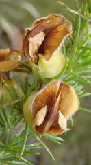 Aspalathus sceptrum-aureum