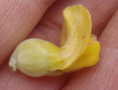 Aspalathus sceptrum-aureum