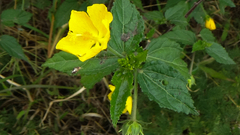 Pavonia sepium