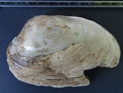 Ortmanniana ligamentina