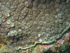 Echinopora hirsutissima