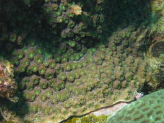 Echinopora hirsutissima