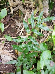 Arthropteris tenella