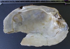 Ortmanniana ligamentina