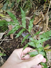 Arthropteris tenella