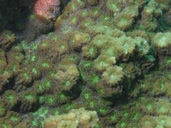 Echinopora hirsutissima