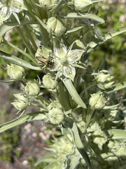 Lepturobosca chrysocoma