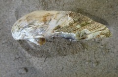 Ortmanniana ligamentina