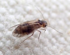Peripsocus milleri