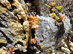 Crassula pellucida marginalis