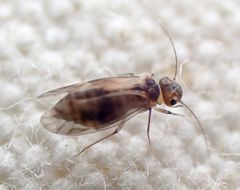 Peripsocus milleri