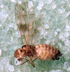 Peripsocus milleri