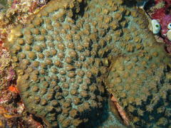 Echinopora hirsutissima