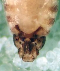 Peripsocus milleri