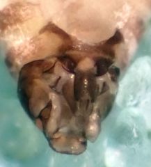 Peripsocus milleri