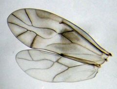 Peripsocus milleri