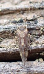 Myopsocus
