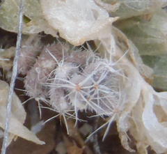 Trichodiadema setuliferum