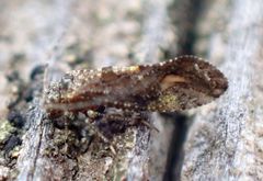 Myopsocus