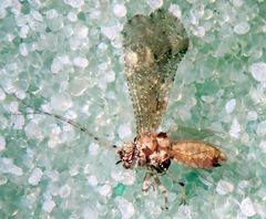 Myopsocus