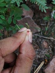 Indigofera jamaicensis