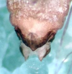 Myopsocus