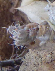 Trichodiadema setuliferum