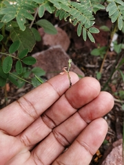 Indigofera jamaicensis
