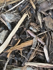 Platydracus mysticus