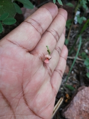 Indigofera jamaicensis