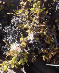 Pelargonium alternans alternans