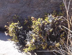 Pelargonium alternans alternans