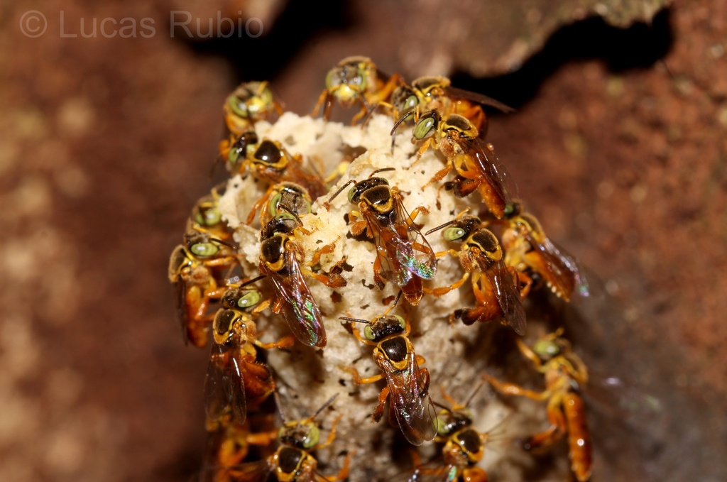 Fiebrig's Stingless Bee