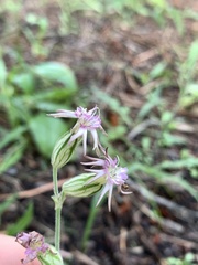 Silene verecunda