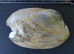 Ortmanniana ligamentina