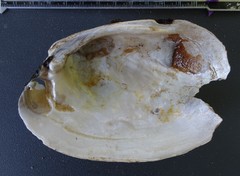 Ortmanniana ligamentina
