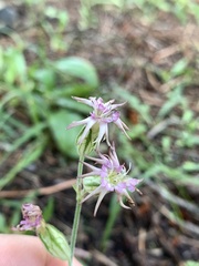 Silene verecunda