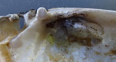 Ortmanniana ligamentina