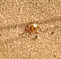 Amblyomma americanum