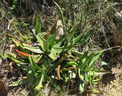 Gasteria acinacifolia