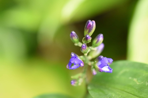 Image of Dichorisandra hexandra by (c) Guillaume Delaitre, some rights reserved (CC BY)