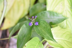 Dichorisandra hexandra