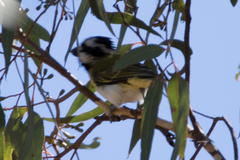 Falcunculus leucogaster