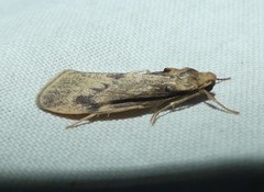 Graphosia stenopepla