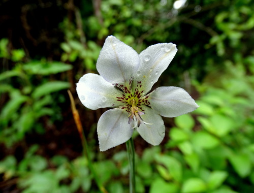 Alophia silvestris (Alophia silvestris)