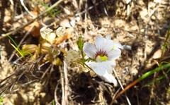 Nemesia bicornis