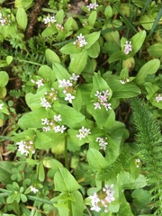Plectritis congesta brachystemon