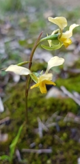 Diuris sulphurea