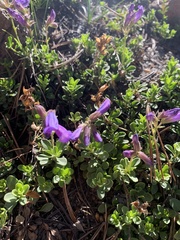 Penstemon davidsonii davidsonii