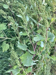 Cyclachaena xanthiifolia